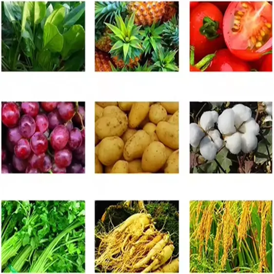 86-86-2 1-Naphthylacetamide98%TC Factory Price Best Quality Plant Growth Regulator